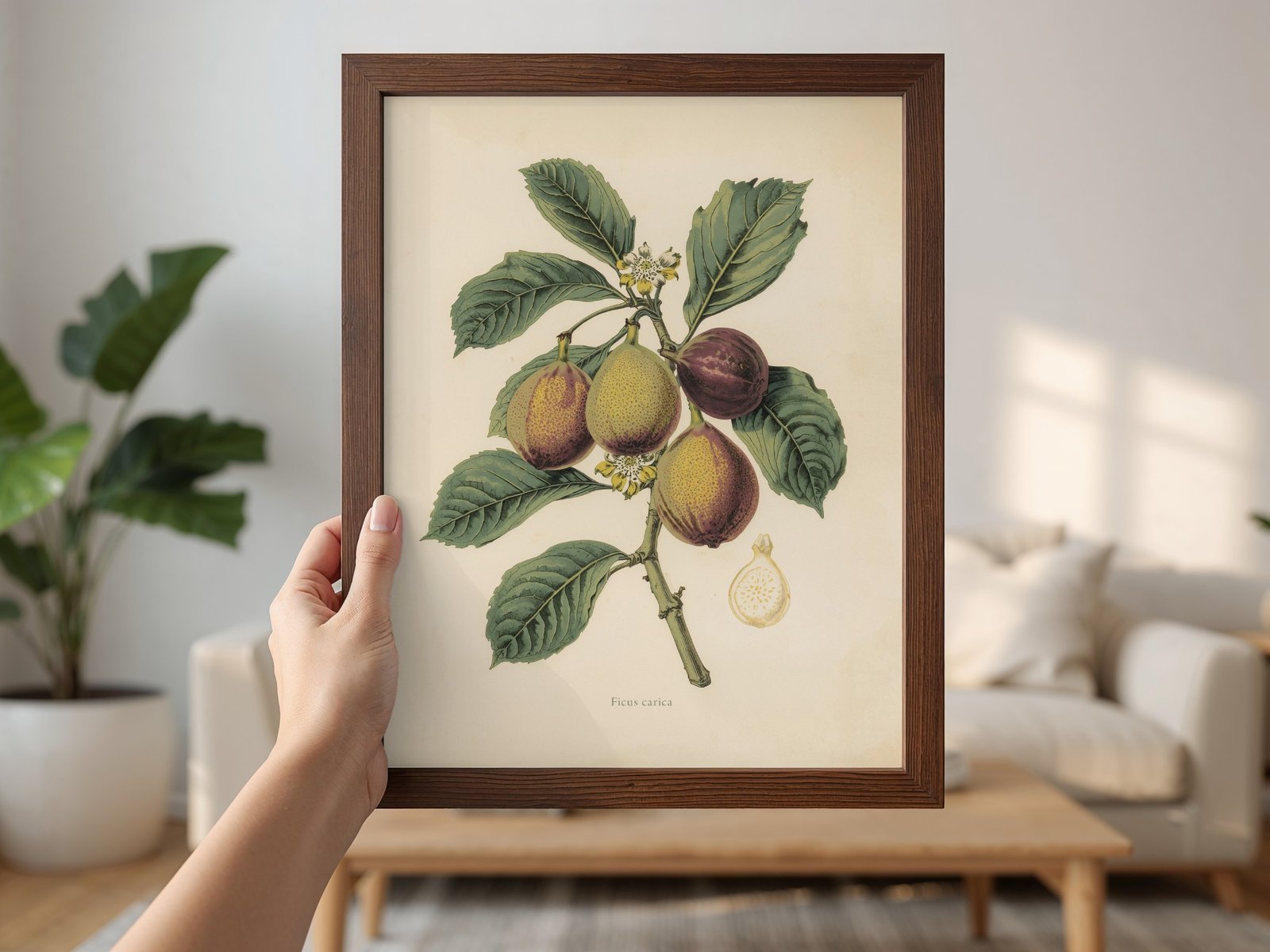 Vintage Fig Botanical Print, Ficus Carica Printable Wall Art
